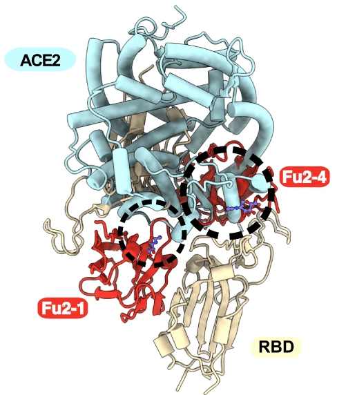 Newly discovered Fu2 nanobody hold potential for future antiviral development