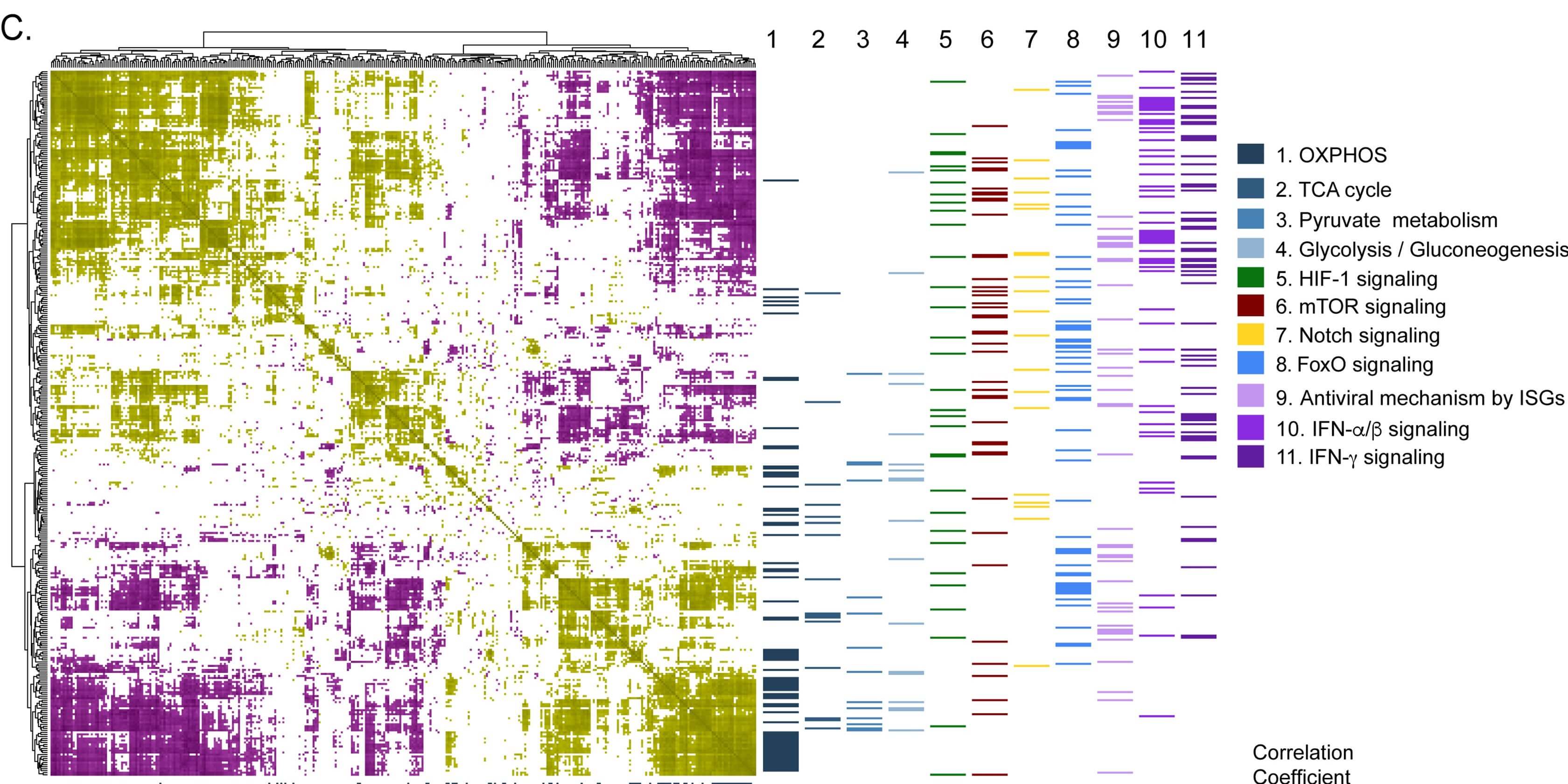 Study of host-viral interactions of Crimean-Congo haemorrhagic fever identified potential new drugs