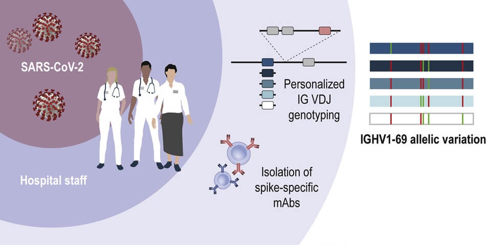 Variability in IGH antibody genes influences the response to SARS-CoV-2