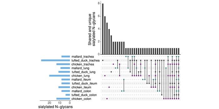 New study increases understanding of receptor incompatibility in transmission of influenza A virus between species