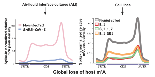 METTL3 localisation during SARS-CoV-2 infection could highlight new novel antiviral strategy