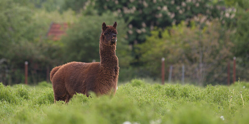 An alpaca-derived nanobody can potently neutralize SARS-CoV-2