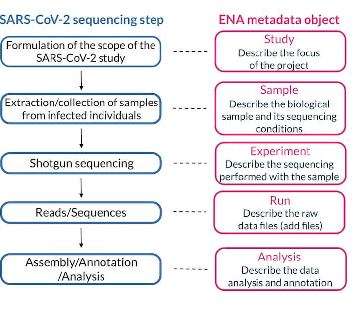 ENA metadata objects